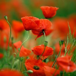 Meet your Posher, Jo